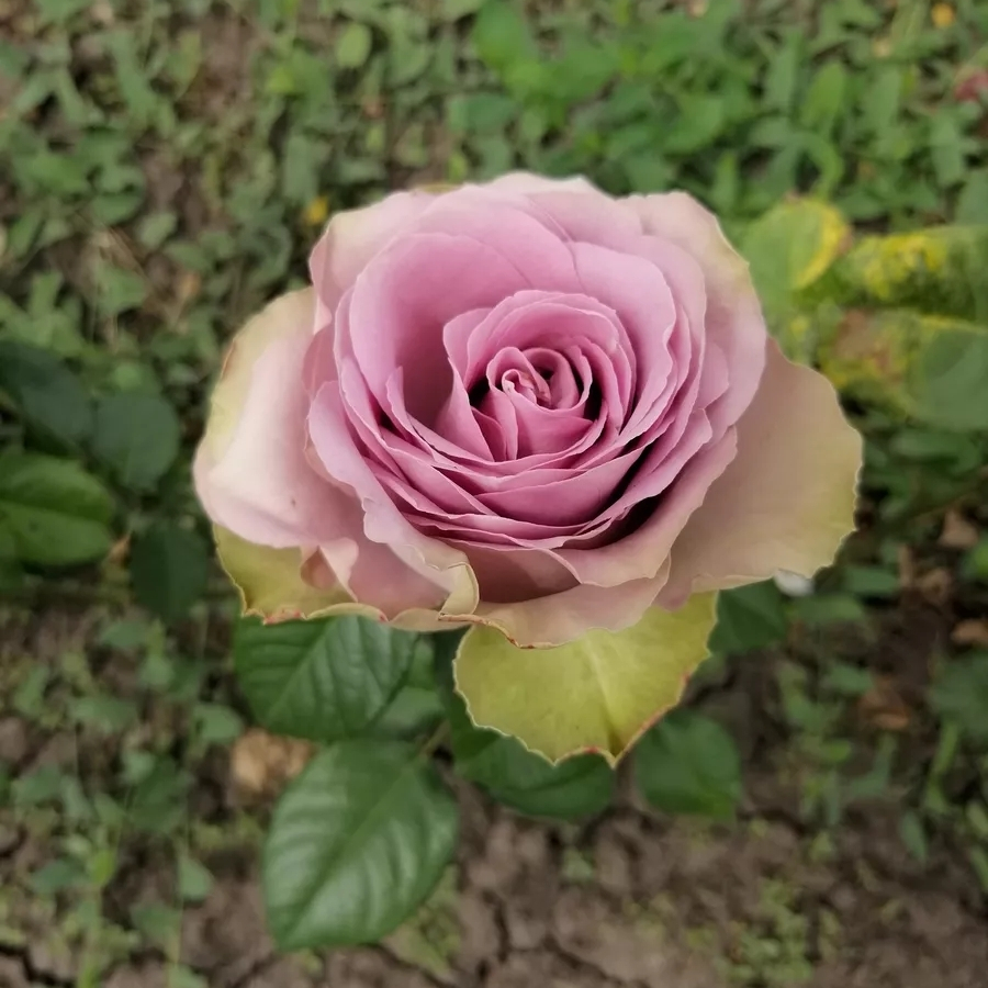 Роза Тиара в горшке Роза Тиара в горшке - Dolina-Sad.Ru