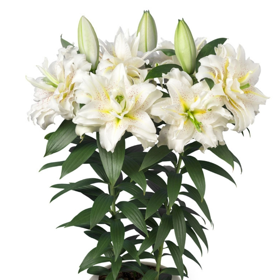 Лилия Роузлили Сита Лилия Роузлили Сита - Dolina-Sad.Ru