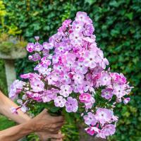 Флокс метельчатый Геркулес Флокс метельчатый Геркулес - Dolina-Sad.Ru