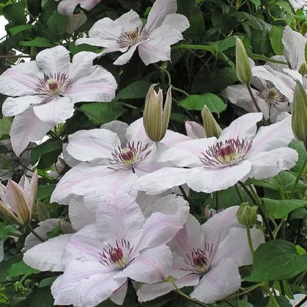 Клематис Иоанн Павел II Клематис Иоанн Павел II фото