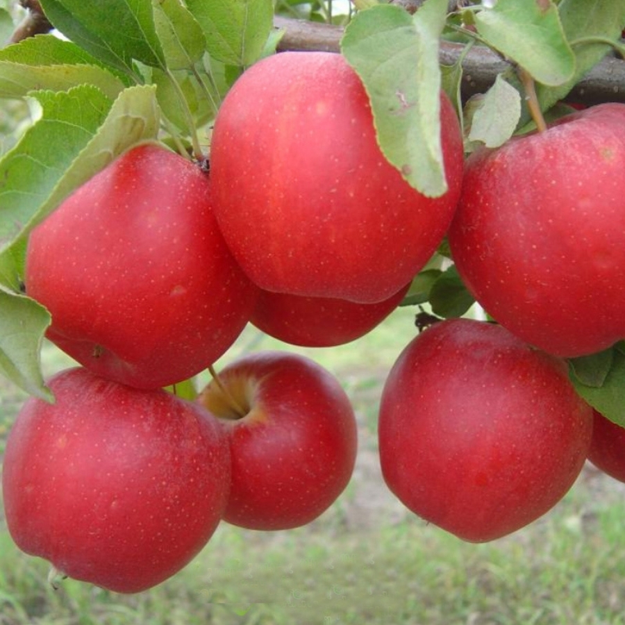 Яблоня Гала Яблоня Гала - Dolina-Sad.Ru