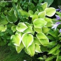 Хоста Фрагрант Букет Хоста Фрагрант Букет фото