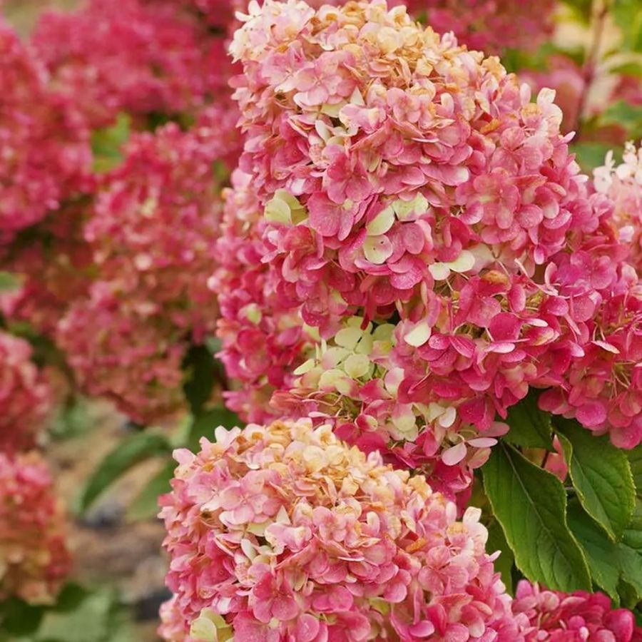 Гортензия метельчатая Краса Лесково, С3 Гортензия метельчатая Краса Лесково, С3 - Dolina-Sad.Ru