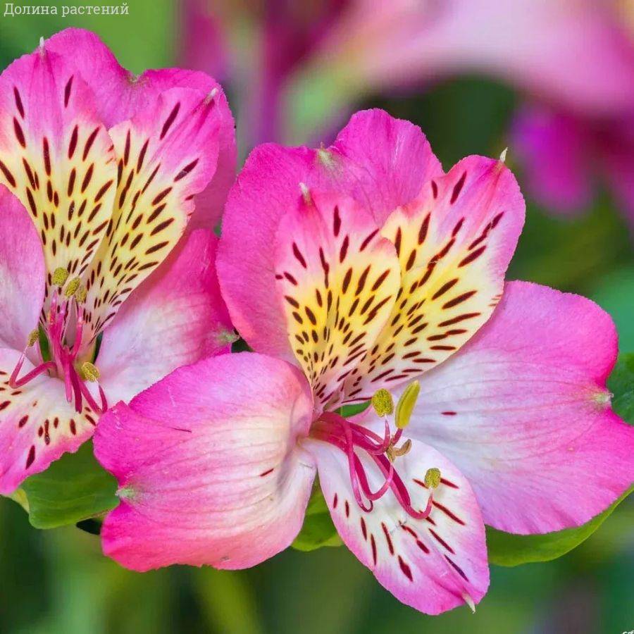 Альстромерия Флирт Альстромерия Флирт - Dolina-Sad.Ru