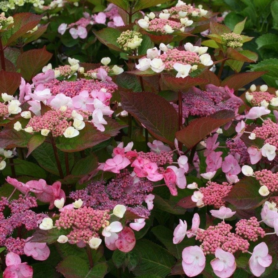 Гортензия пильчатая Дардевил, С3 Гортензия пильчатая Дардевил, С3 - Dolina-Sad.Ru