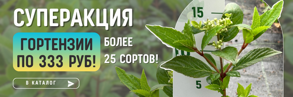 гортензии акция гортензии акция
