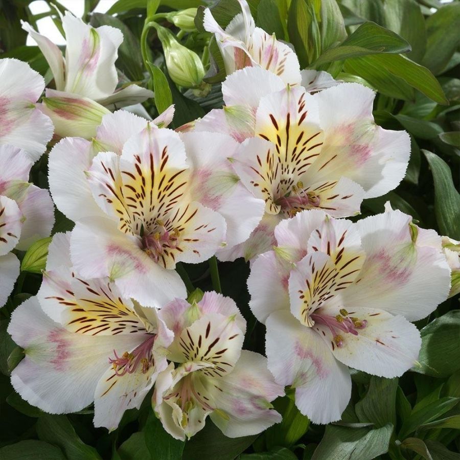 Альстромерия Венус Альстромерия Венус - Dolina-Sad.Ru