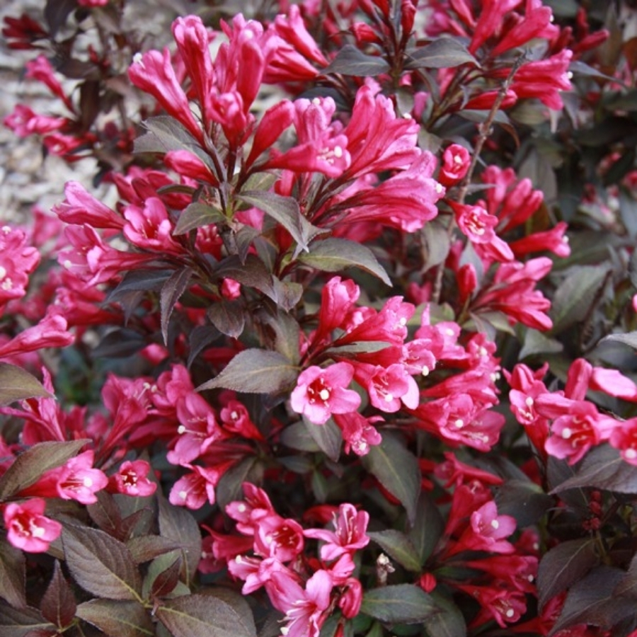 Вейгела цветущая Блэк Руби - Dolina-Sad.Ru