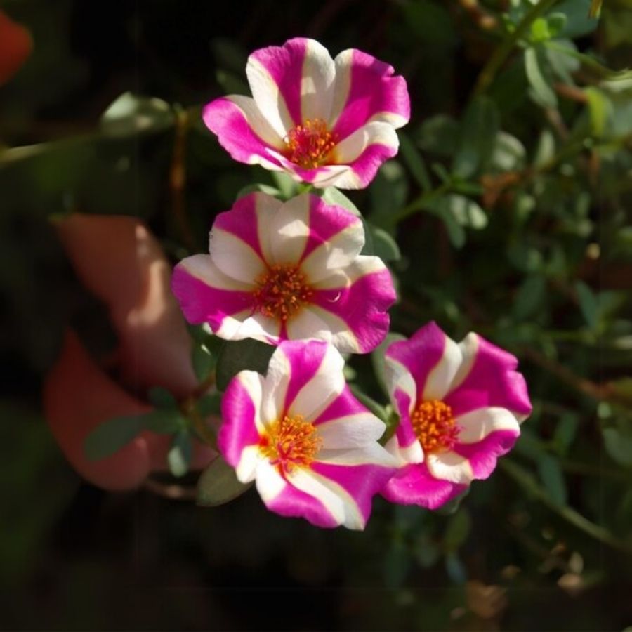 Портулак Капкейк Пурпл - Dolina-Sad.Ru