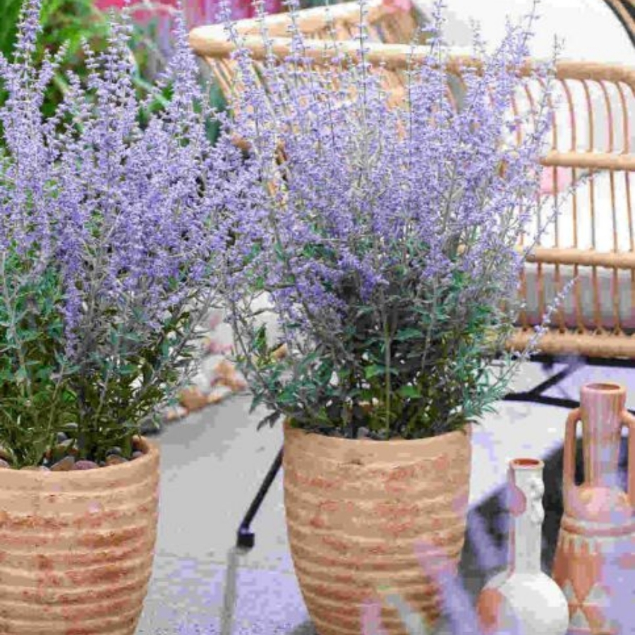 Перовския лебедолистная Прайм Тайм Перовския лебедолистная Прайм Тайм - Dolina-Sad.Ru