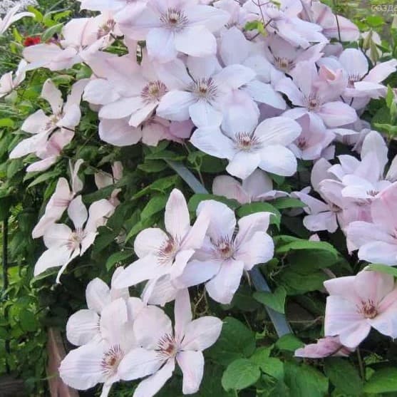 Клематис Иоанн Павел II Клематис Иоанн Павел II фото