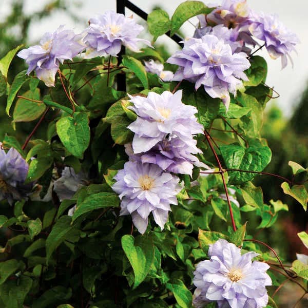 Клематис Мазуры Клематис Мазуры фото