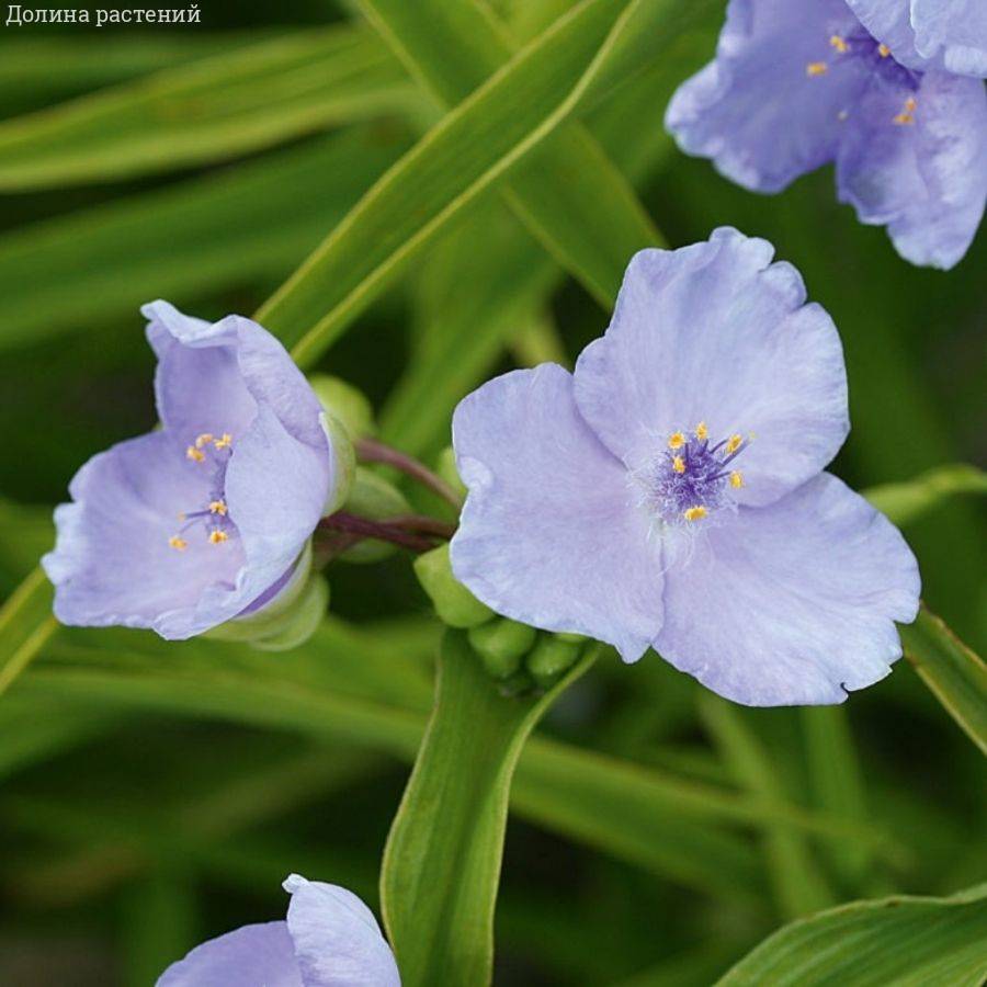 Традесканция андерсона Литл Долл - Dolina-Sad.Ru