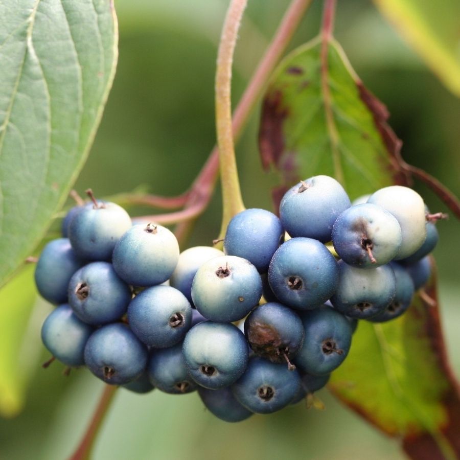 Дерен душистый Блю Клауд, С3 Дерен душистый Блю Клауд, С3 - Dolina-Sad.Ru