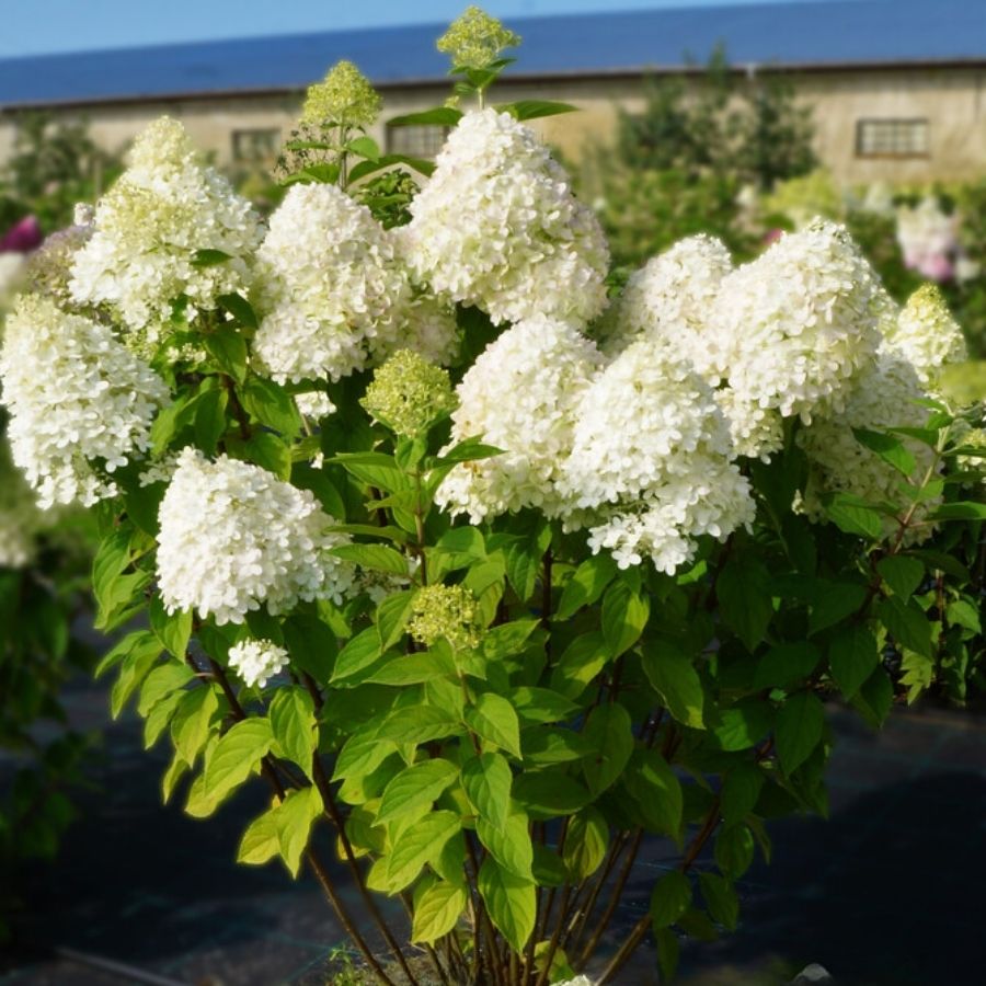 Гортензия метельчатая Селекшн, С3 - Dolina-Sad.Ru