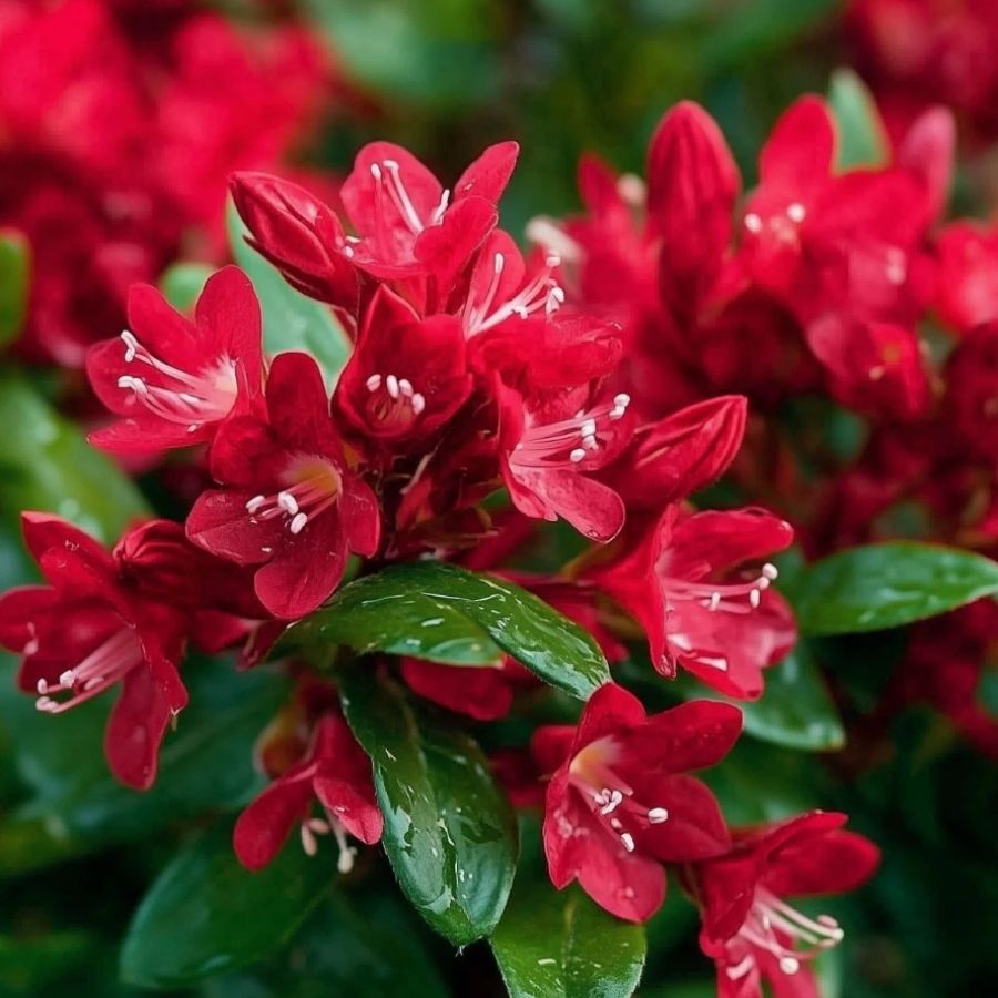 Вейгела Ред Принц, С3 Вейгела Ред Принц, С3 - Dolina-Sad.Ru