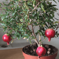 Гранат комнатный Рубин Гранат комнатный Рубин - Dolina-Sad.Ru