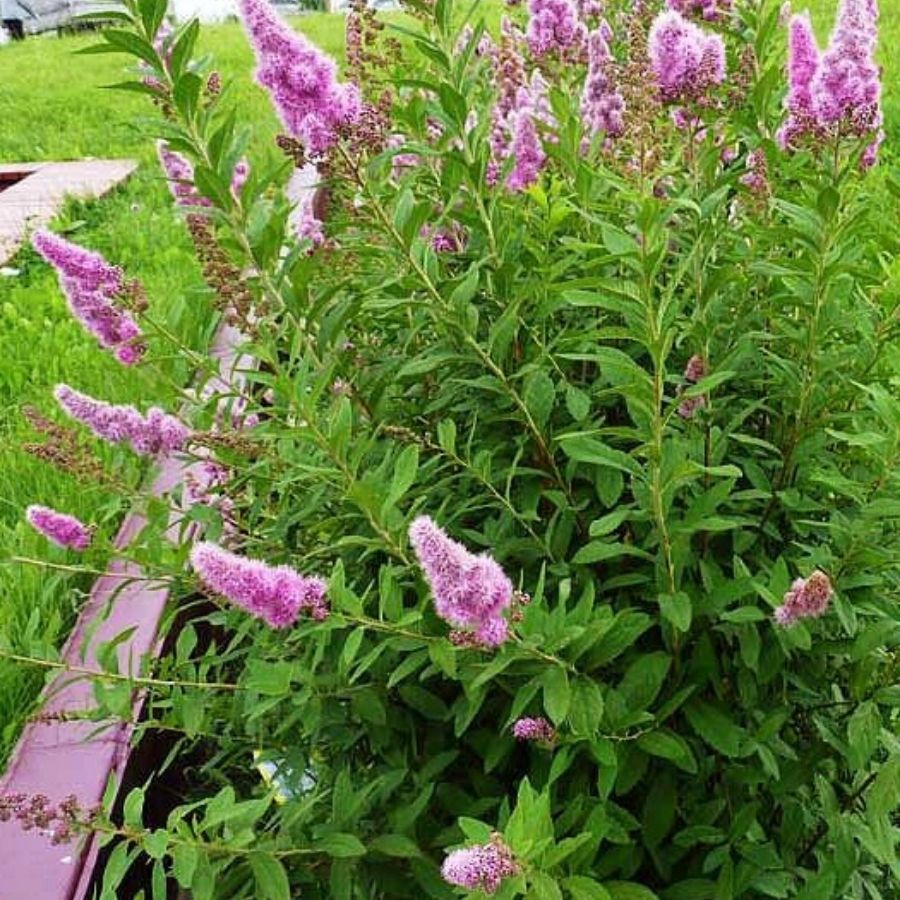 Спирея Дуглас, С2 - Dolina-Sad.Ru