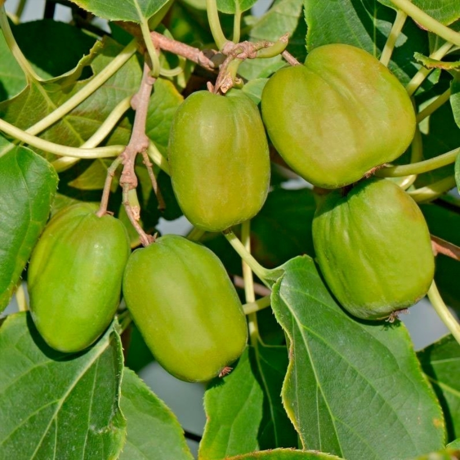 Актинидия аргута Чан Бай Джайент Актинидия аргута Чан Бай Джайент - Dolina-Sad.Ru