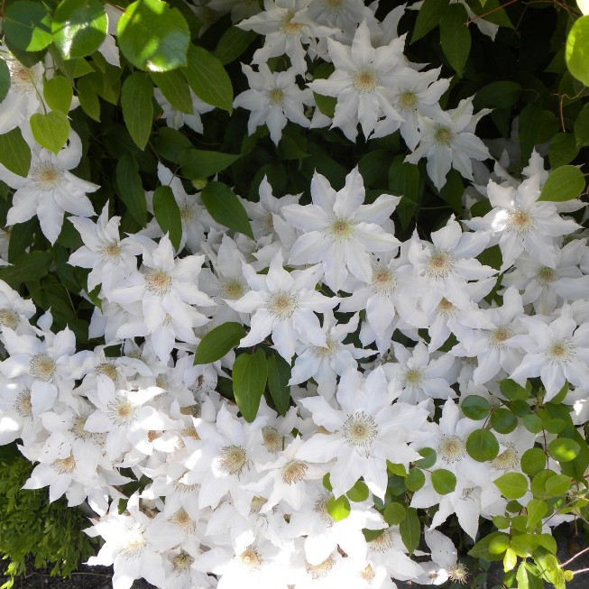 Клематис Сноу Сторм Клематис Сноу Сторм - Dolina-Sad.Ru