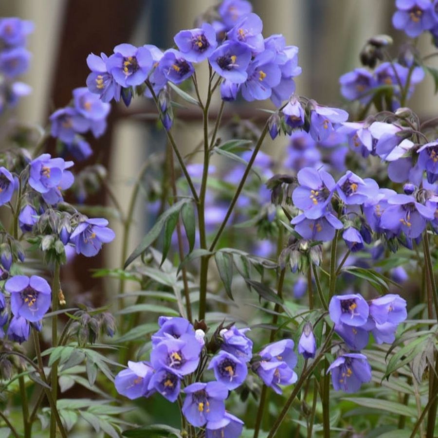 Синюха Хевен Скинт Синюха Хевен Скинт - Dolina-Sad.Ru