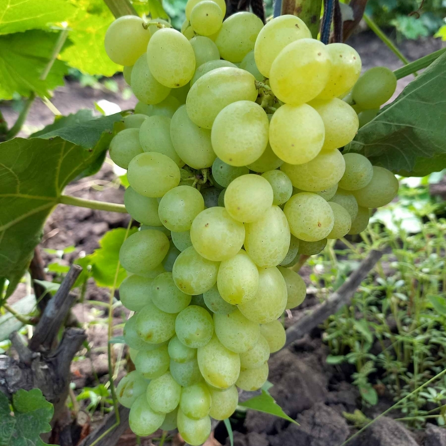 Виноград Регал - Dolina-Sad.Ru