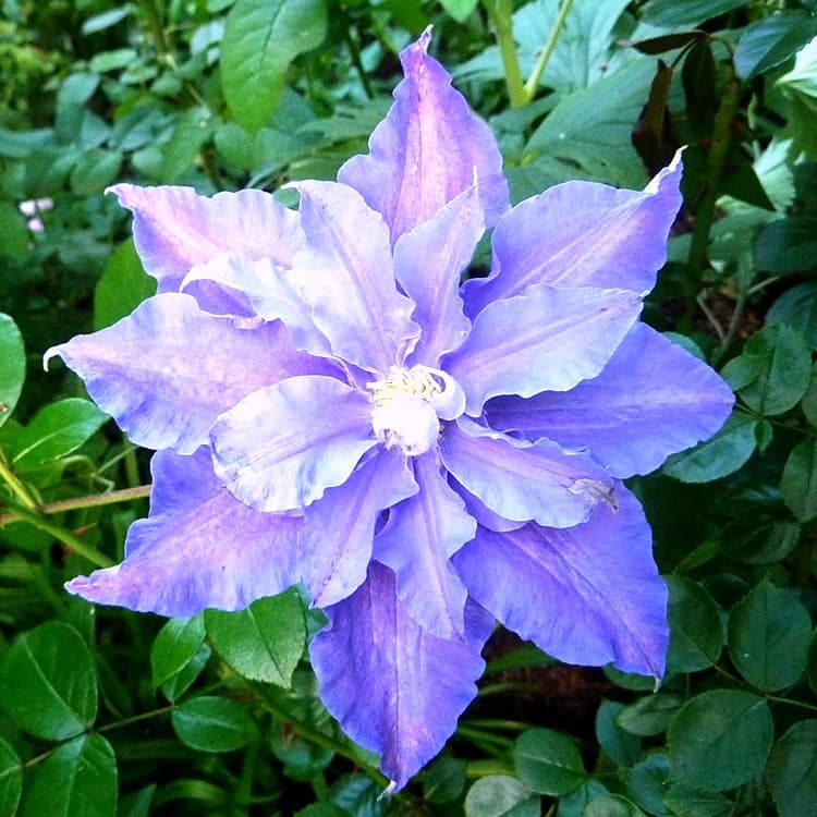 Клематис Мазуры Клематис Мазуры фото