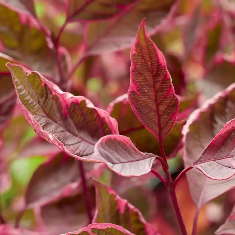 Дерен белый Миракл, С3 Дерен белый Миракл, С3 - Dolina-Sad.Ru