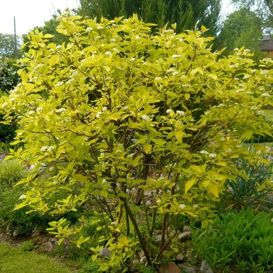 Дерен белый Ауреа, С2 Дерен белый Ауреа, С2 - Dolina-Sad.Ru