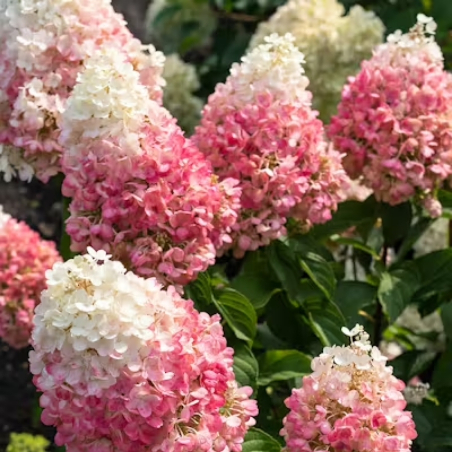 Гортензия метельчатая Ангел Блаш - Dolina-Sad.Ru