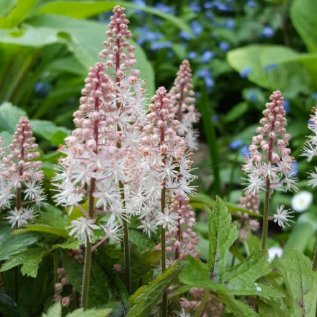 Тиарелла Пинк Скайрокет , С1,5 Тиарелла Пинк Скайрокет , С1,5 фото
