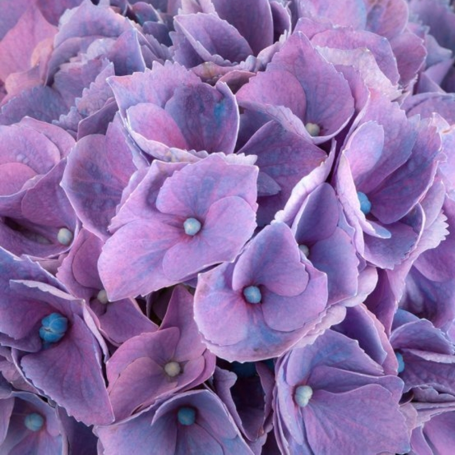 Гортензия крупнолистная Хай Кэнэл - Dolina-Sad.Ru