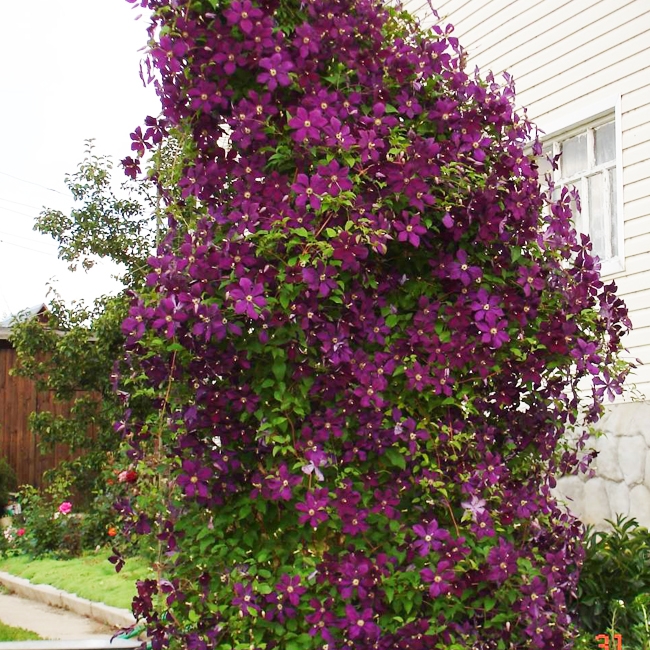 Клематис Джипси Квин Клематис Джипси Квин фото