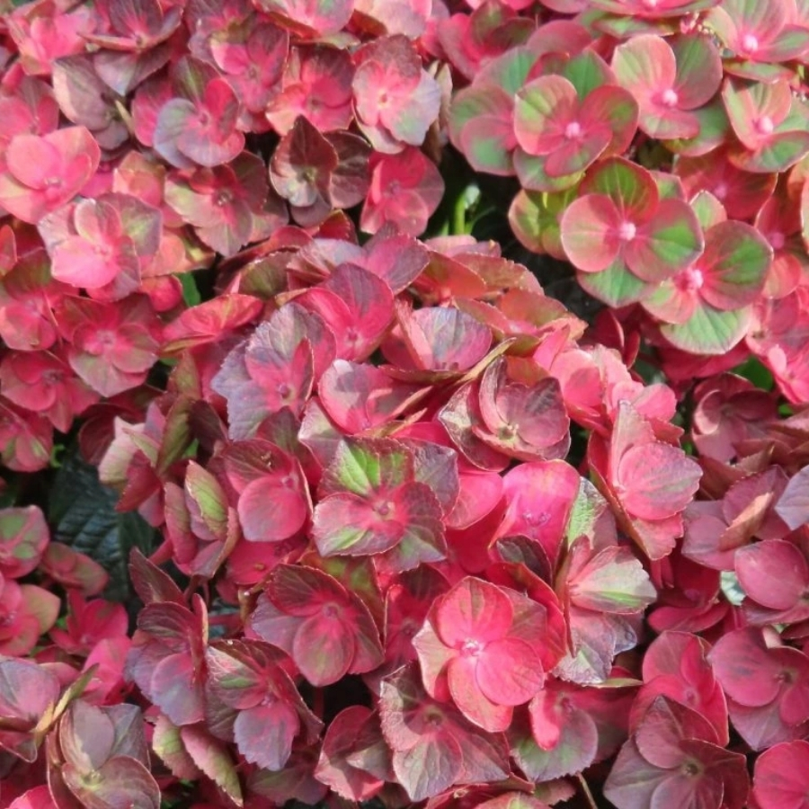Гортензия крупнолистная Ребелион Чоко Лав - Dolina-Sad.Ru