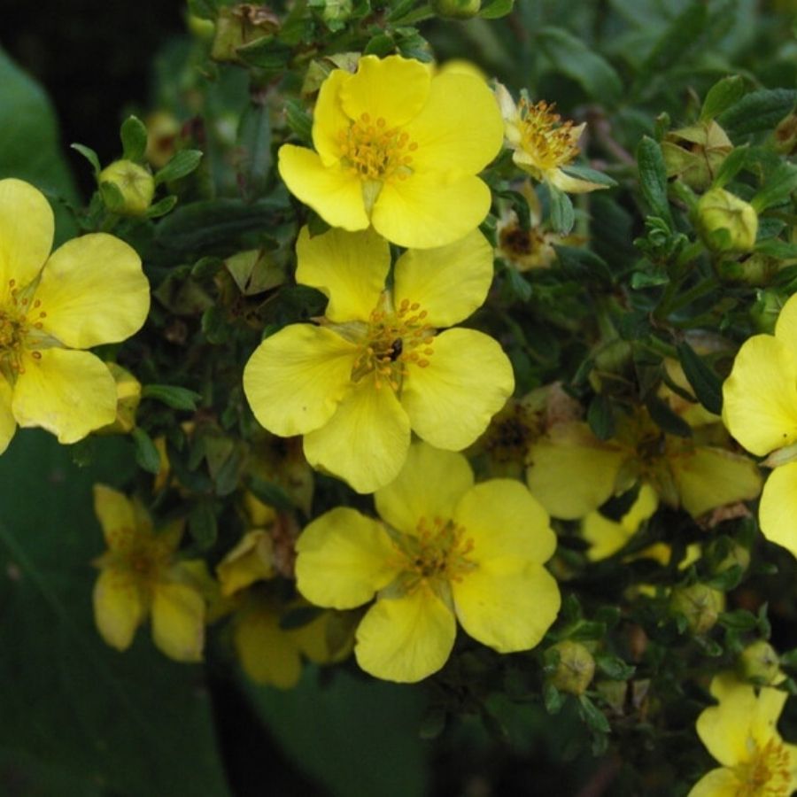 Лапчатка кустарниковая Лонгакр, С3 - Dolina-Sad.Ru