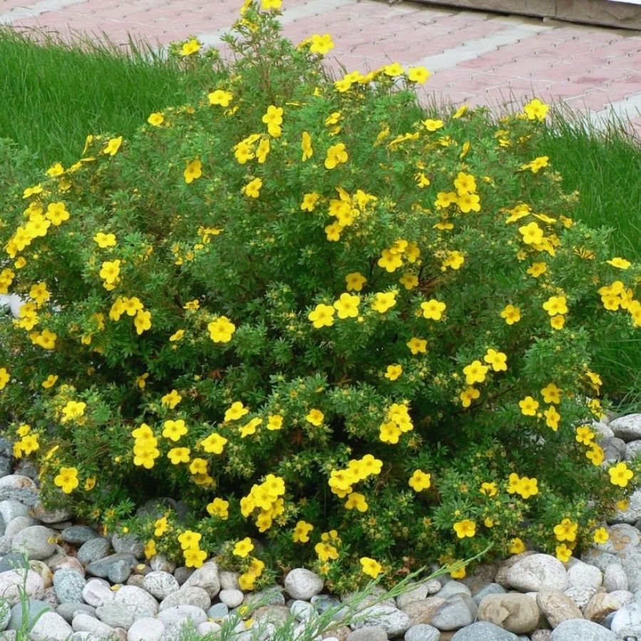 Лапчатка Аннет, С3 - Dolina-Sad.Ru