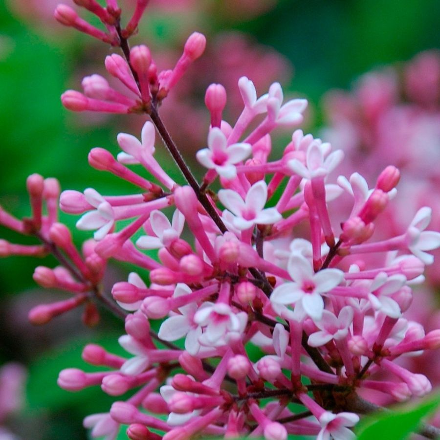 Сирень мелколистная Суперба, С3 - Dolina-Sad.Ru