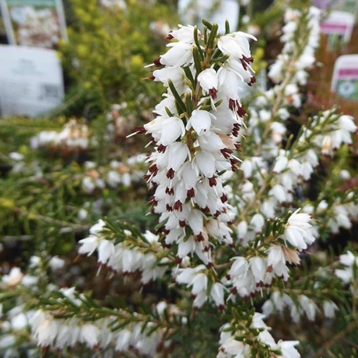 Эрика дарленская Уайт Перфекшн - Dolina-Sad.Ru