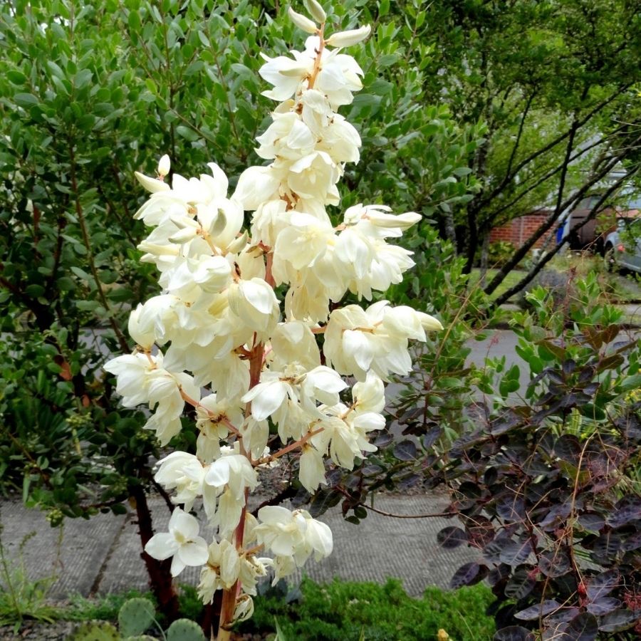 Юкка Колор Гуард - Dolina-Sad.Ru