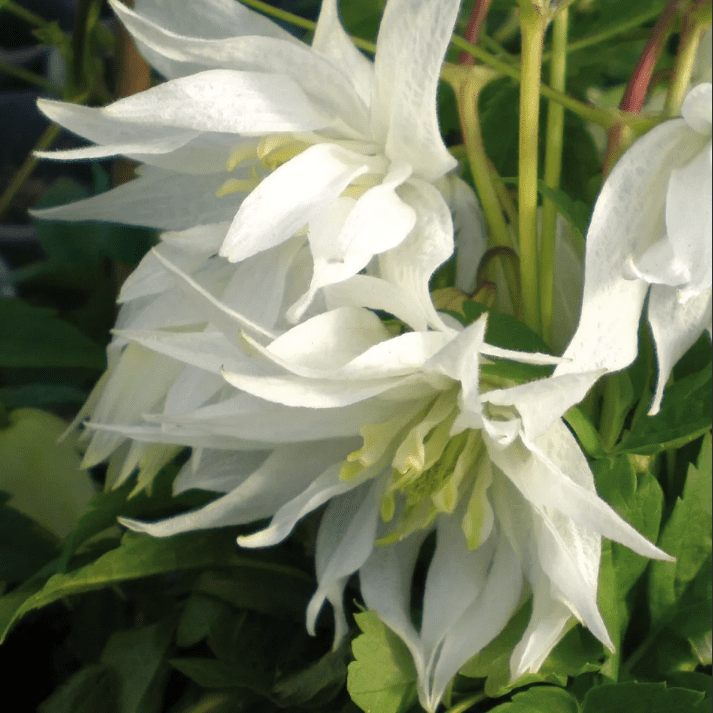 Клематис Альбина Плена Клематис Альбина Плена фото