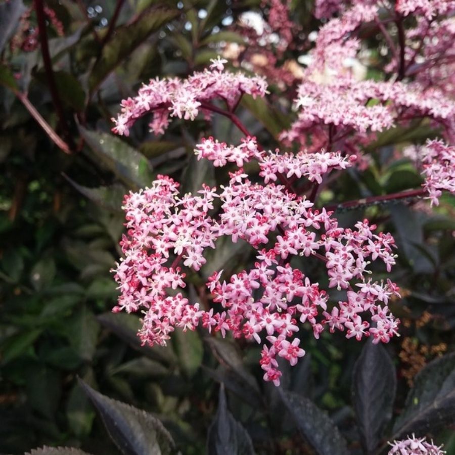 Бузина черная Блек Тауэр, С3 - Dolina-Sad.Ru