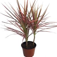 Драцена Колорама Драцена Колорама фото