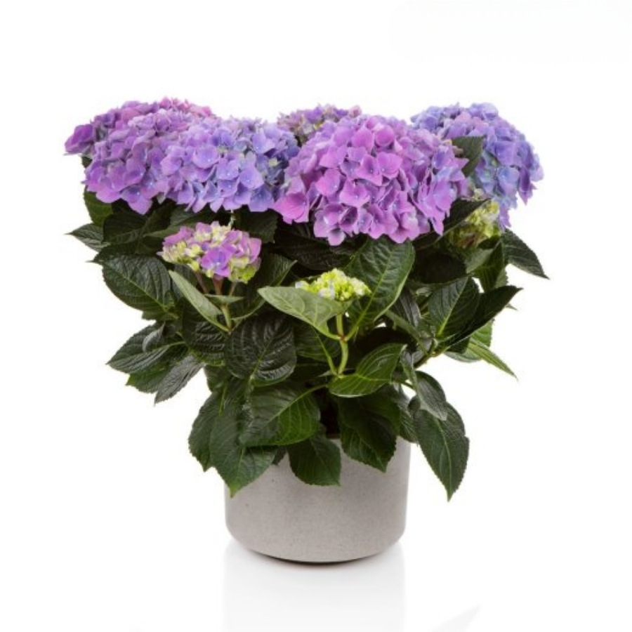 Гортензия крупнолистная Хай Скай - Dolina-Sad.Ru