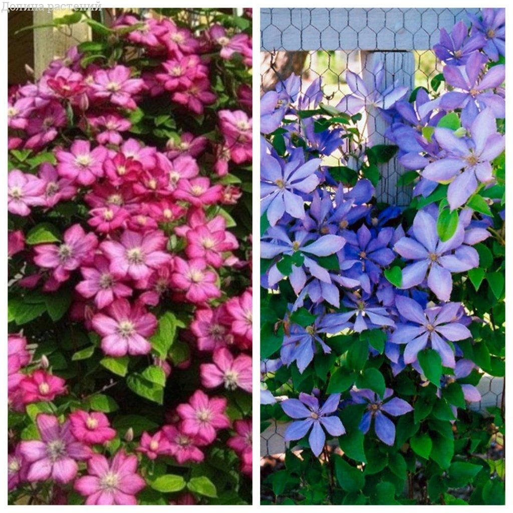 Набор клематисов Набор клематисов фото