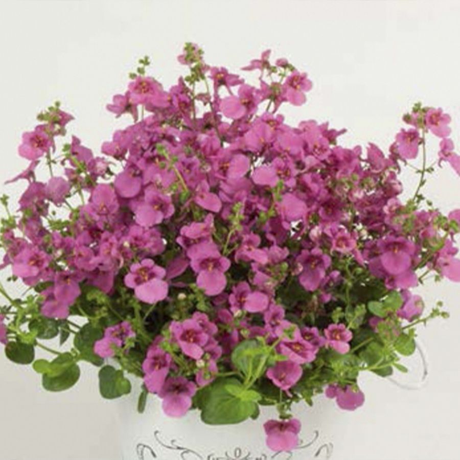 Диасция Дивара Пинск - Dolina-Sad.Ru