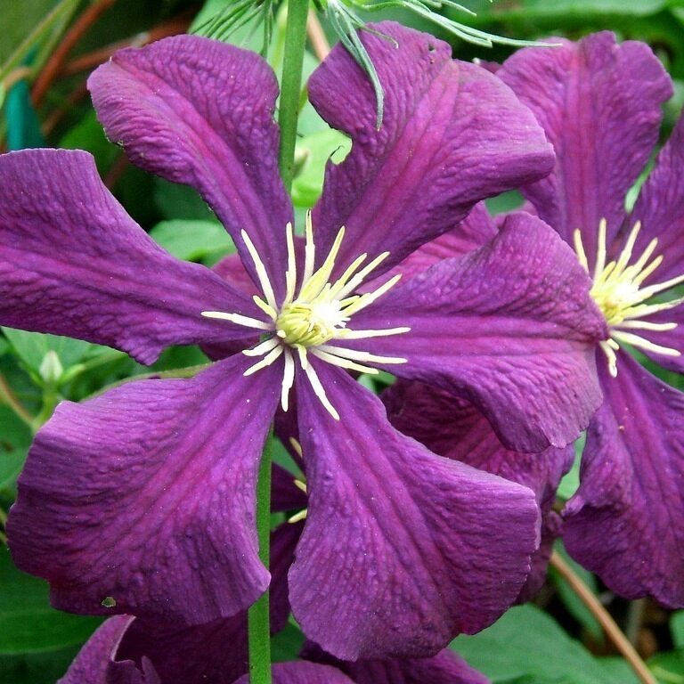 Клематис Джипси Квин Клематис Джипси Квин фото