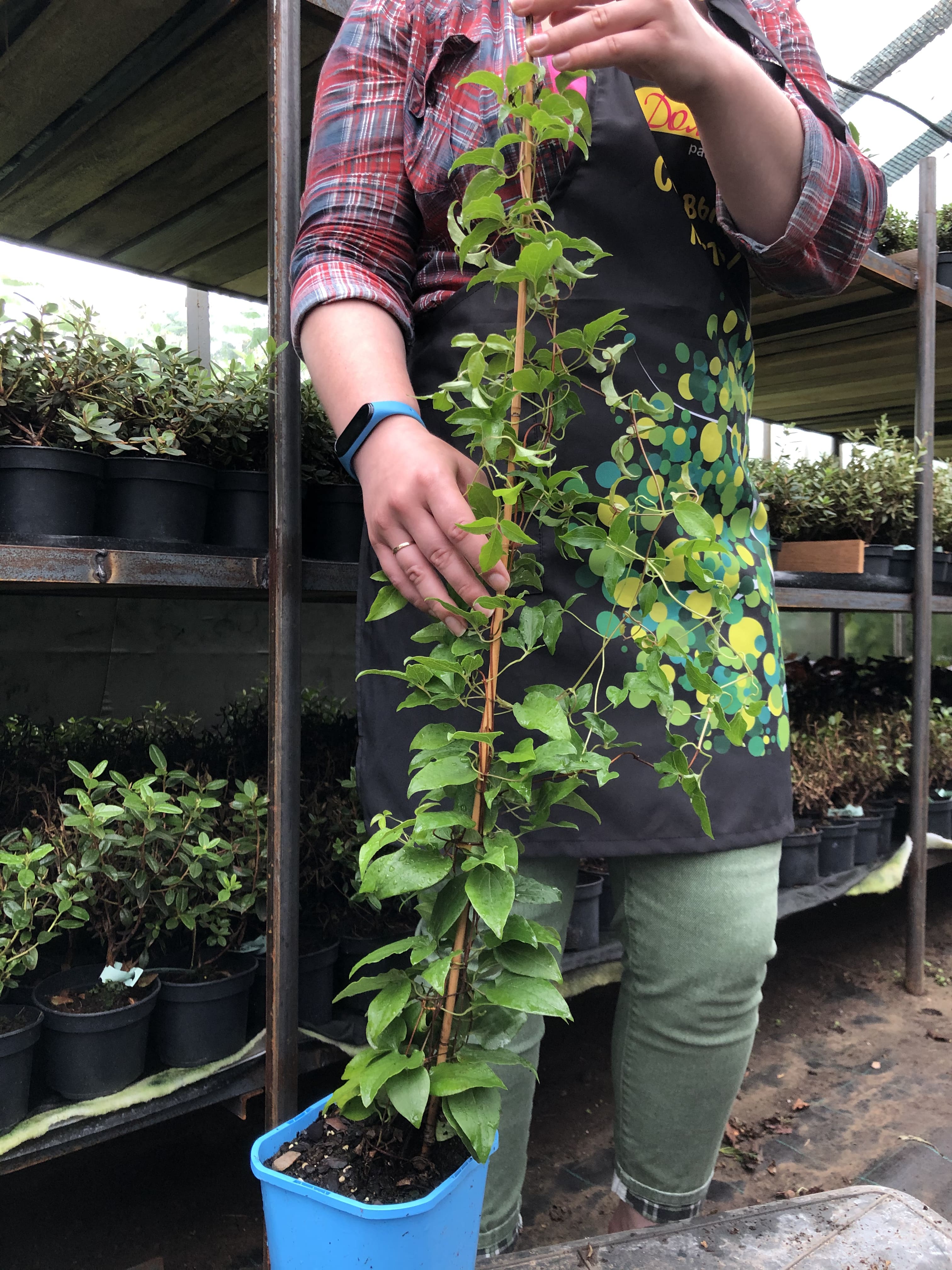 Клематис Генерал Сикорски, С2 Клематис Генерал Сикорски, С2 фото