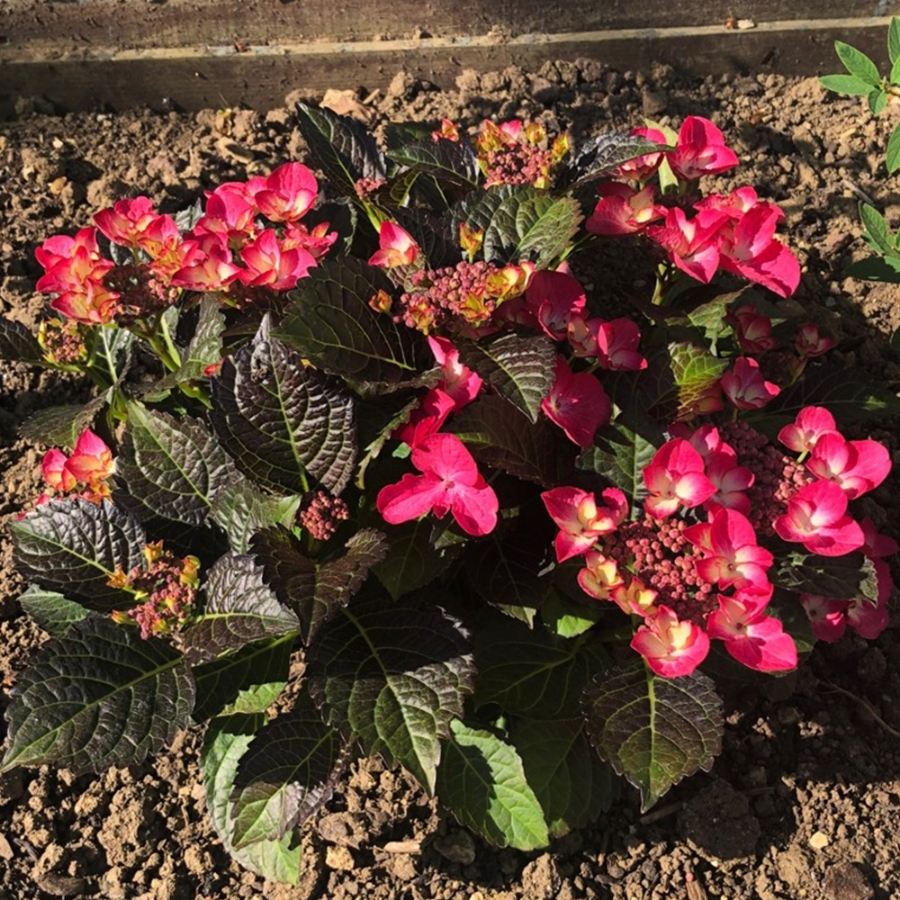 Гортензия крупнолистная Дарк Энджел Гортензия крупнолистная Дарк Энджел - Dolina-Sad.Ru