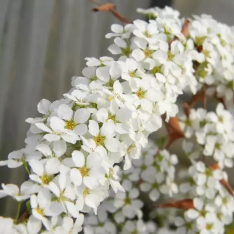 Спирея сливолистная Голдфайер, С3 - Dolina-Sad.Ru