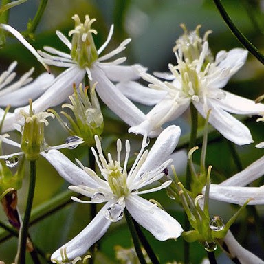 Клематис Маньчжурский Клематис Маньчжурский фото